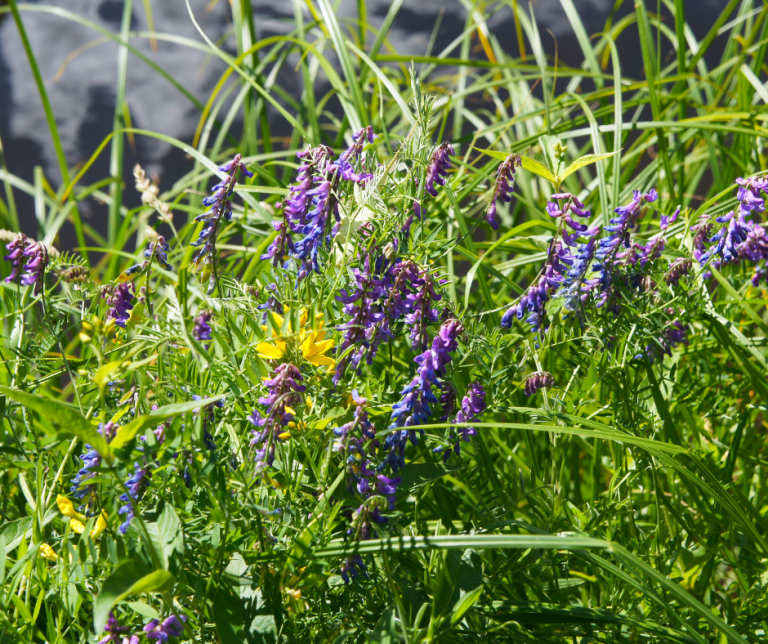 tufted vetch