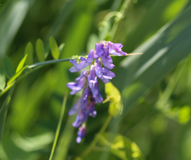tufted vetch