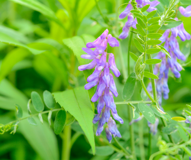 tufted vetch