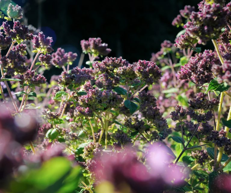 wild marjoram