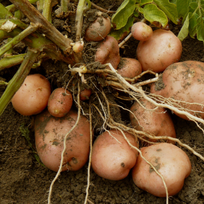 Potatoes