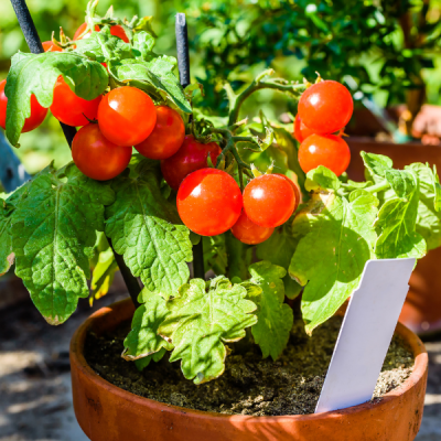 Tomato