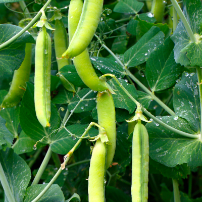 Peas