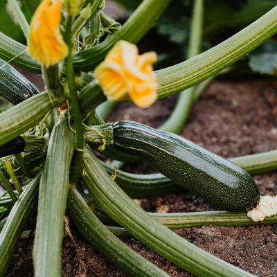 Courgette