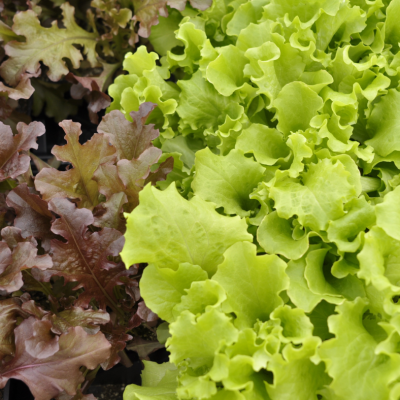 Lettuce